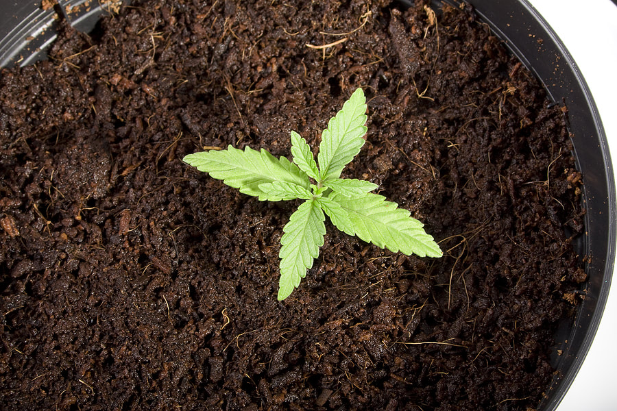 Cannabis Seedling