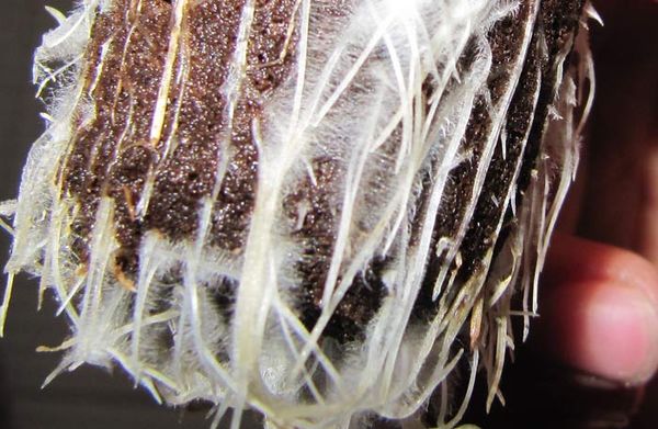 mycorrhizal fungi