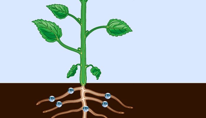 Xylem & Phloem